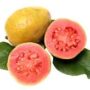 Frutae GUAVA frozen pulp